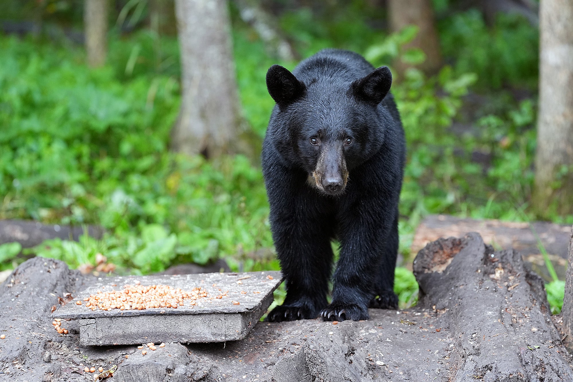 Bear standing by food
