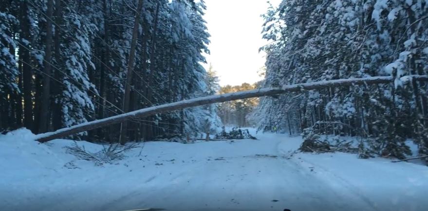 Winter tree on powerline