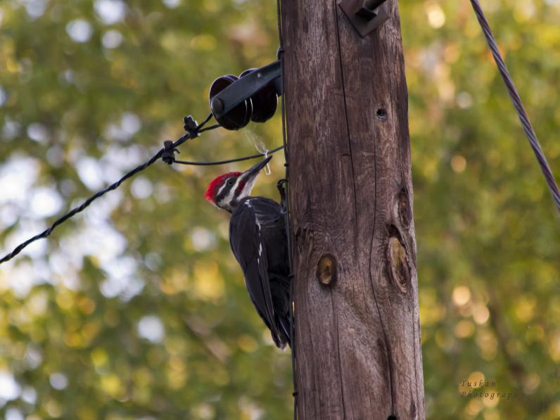 woodpecker on pole