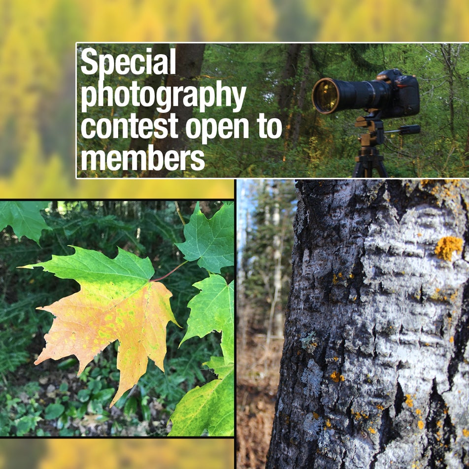 Graphic for tree photo contest 2020